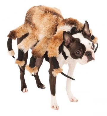 Giant Spider Dog Costume, Size Medium